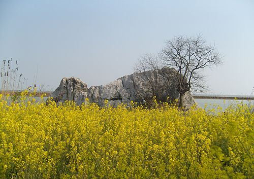 岛内风景