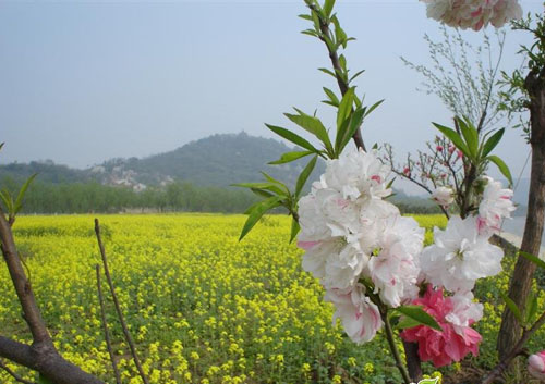 油菜田