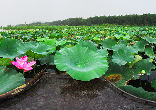 湿地荷花池